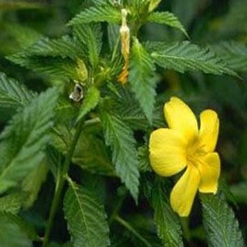 达米安那提取物